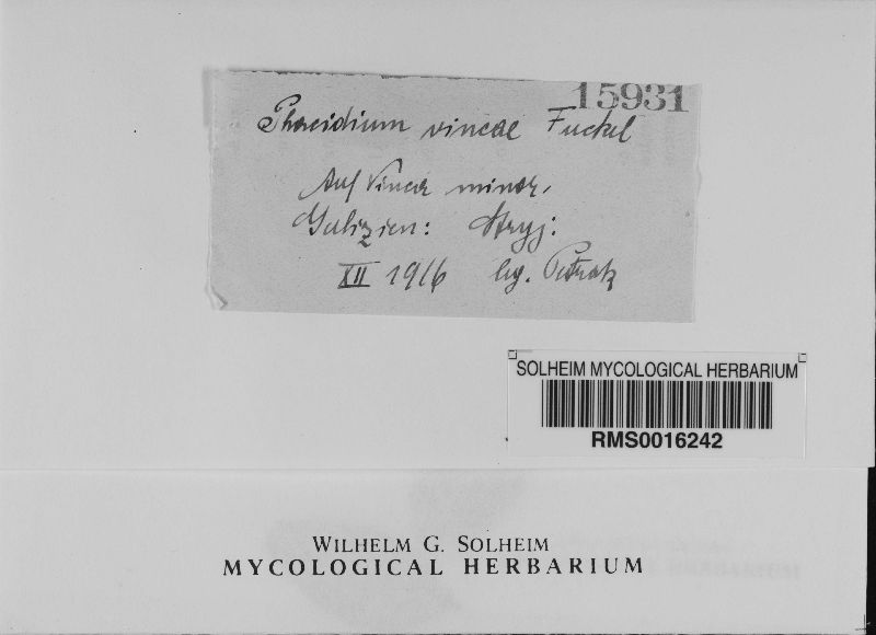 Phacidium vincae image