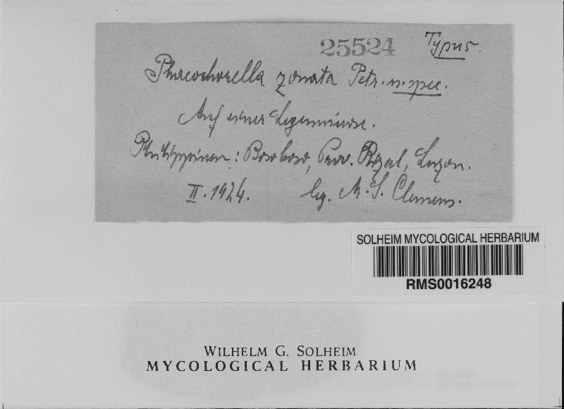 Phaeochorella image