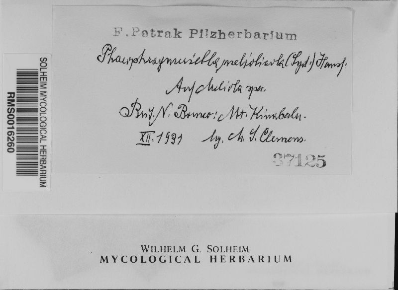 Phaeophragmeriella meliolicola image
