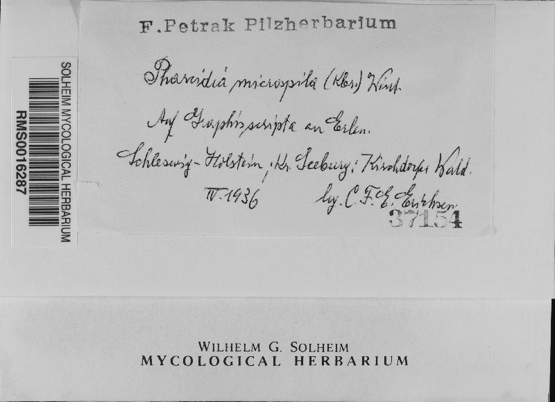 Stigmidium microspilum image