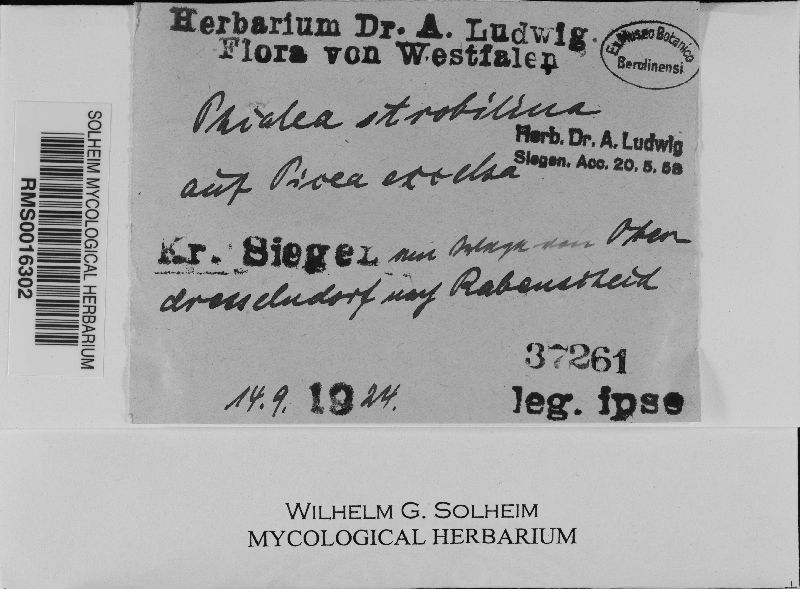 Rutstroemia bulgarioides image