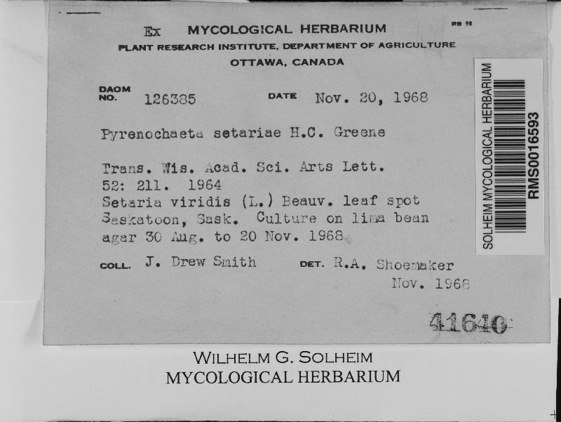 Pyrenochaeta setariae image