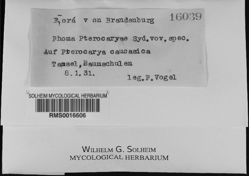 Phoma pterocaryae image