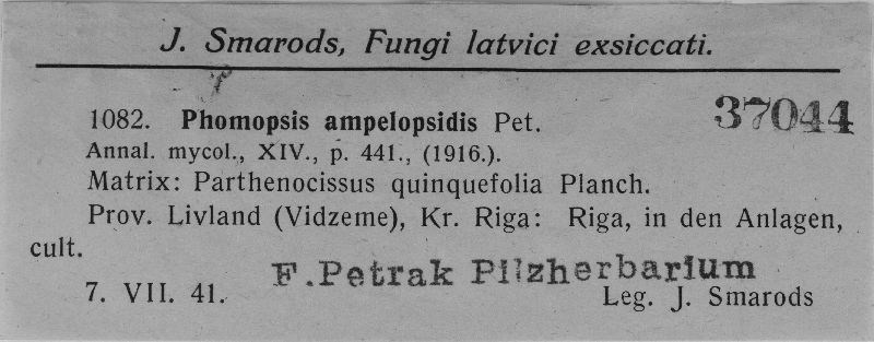 Phomopsis ampelopsidis image