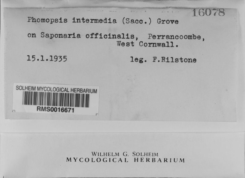 Phomopsis intermedia image