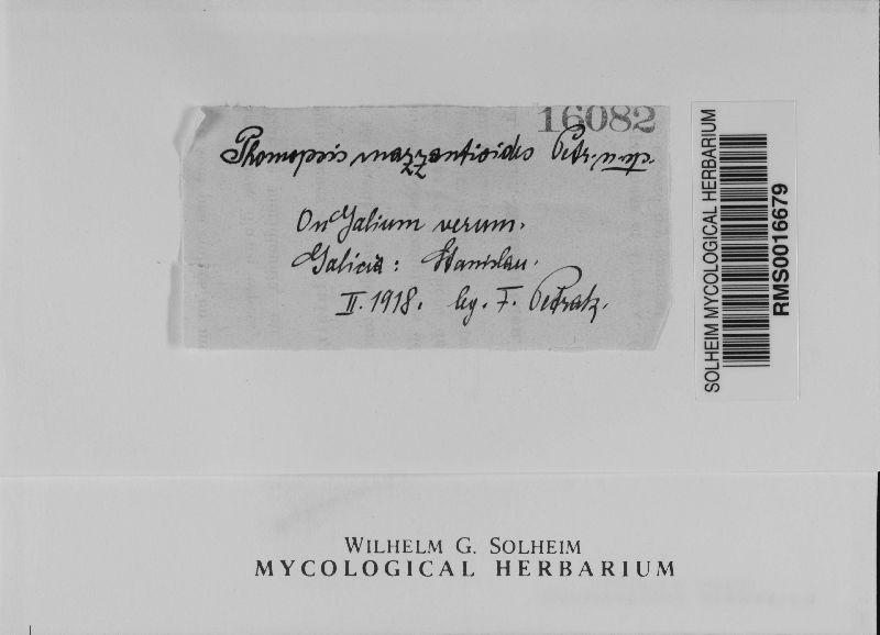 Phomopsis mazzantioides image