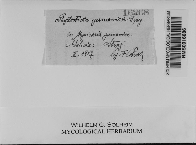 Phyllosticta germanica image