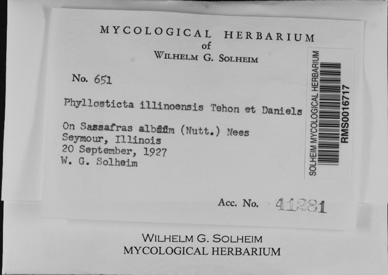Phyllosticta illinoensis image