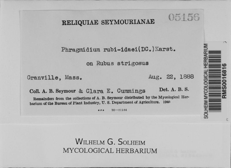 Phragmidium rubi-idaei image