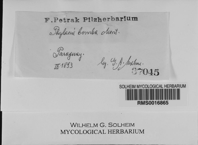 Phylacia bomba image