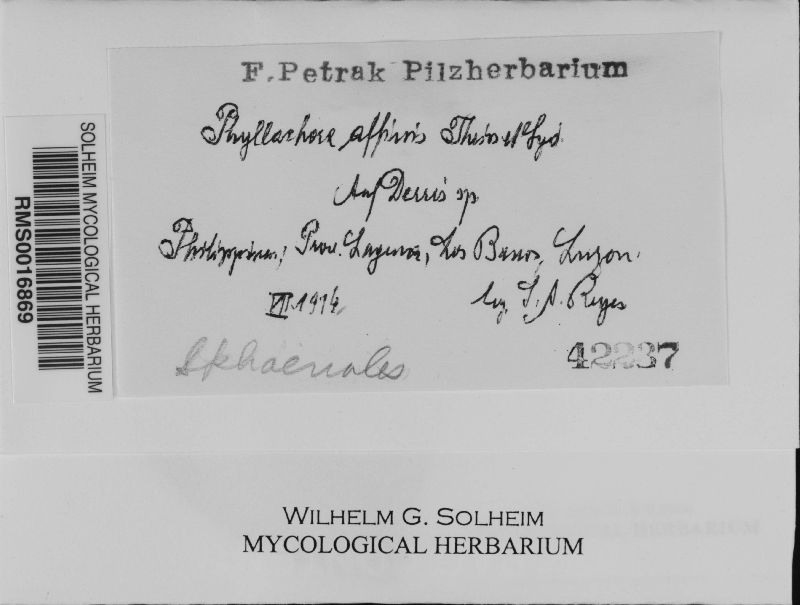 Phyllachora affinis image