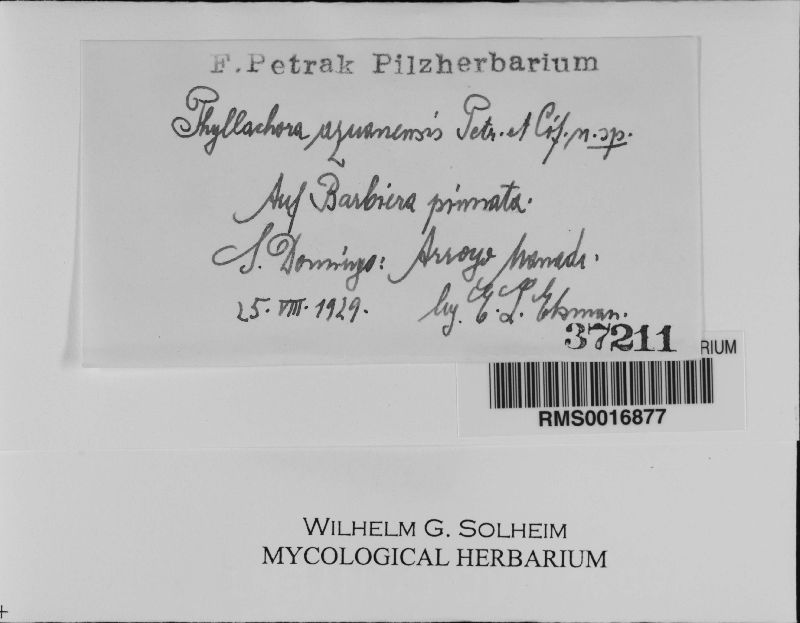 Phyllachora azuanensis image