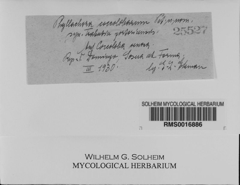 Phyllachora coccolobae image