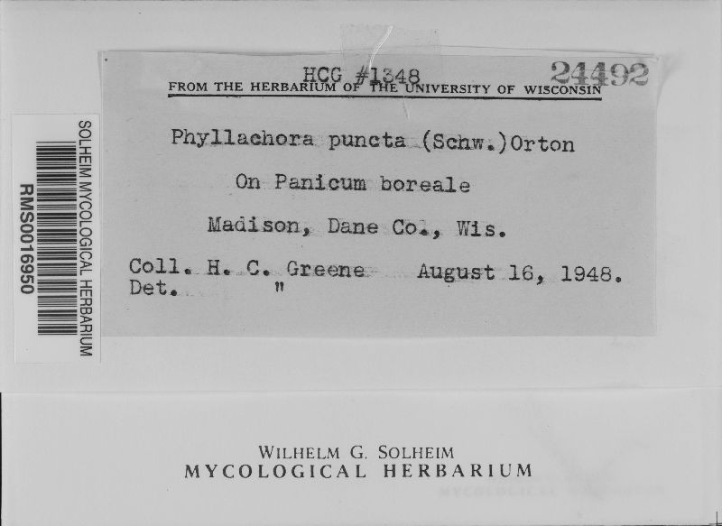 Phyllachora panici image