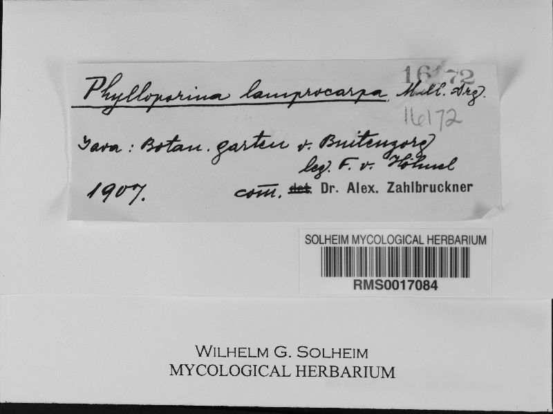 Phylloporina lamprocarpa image