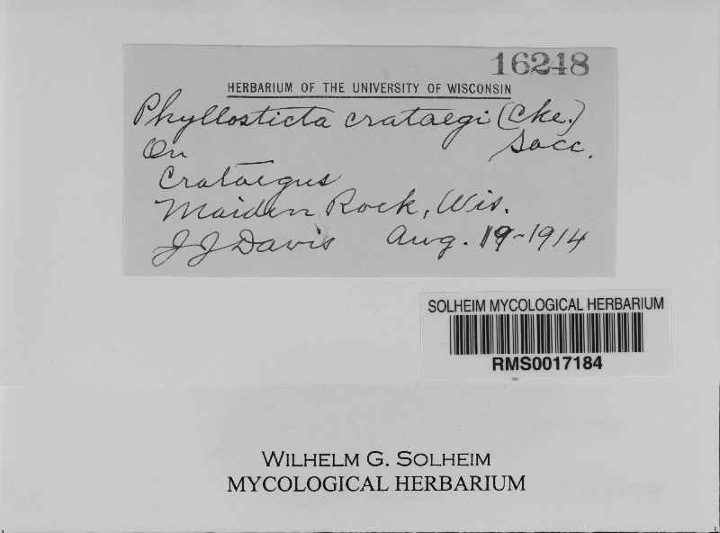 Phyllosticta crataegi image