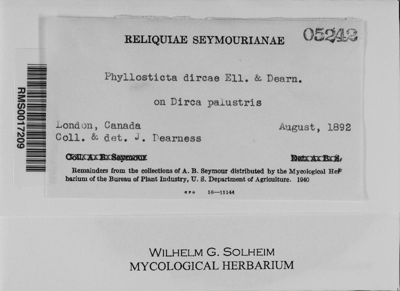 Phyllosticta dircae image