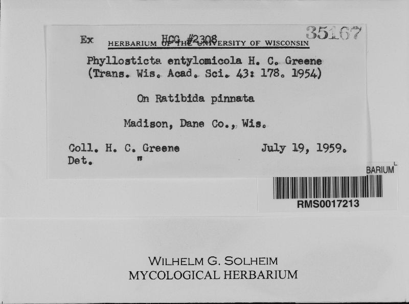 Phyllosticta entylomicola image