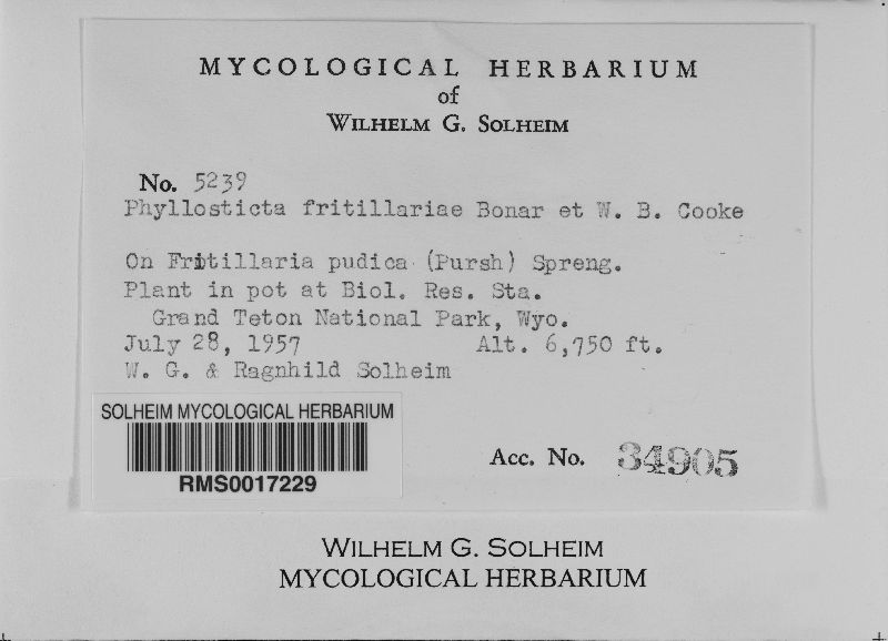Phyllosticta fritillariae image