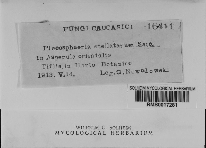Placosphaeria stellatarum image