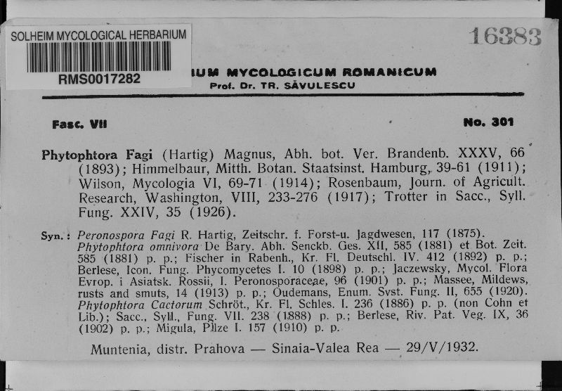 Phytophthora fagi image