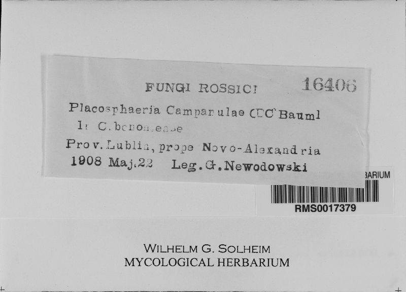 Placosphaeria campanulae image
