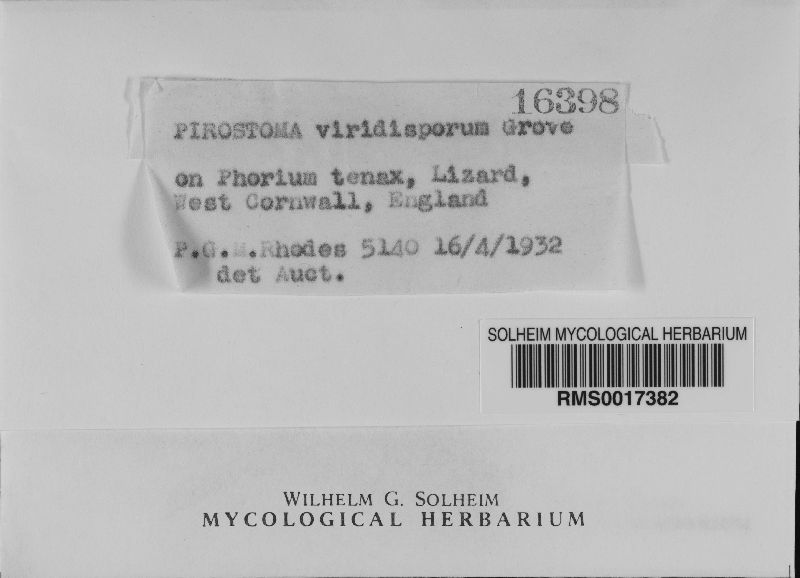 Pirostoma viridisporum image