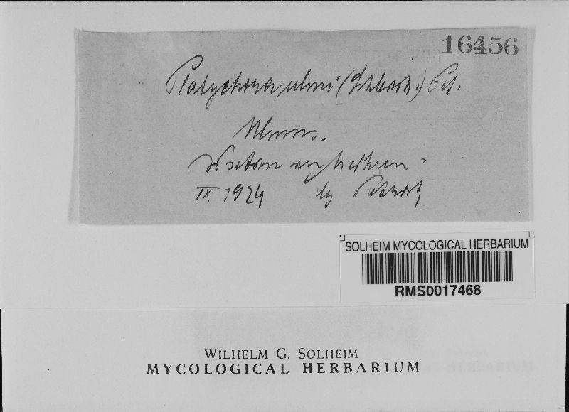 Platychora image