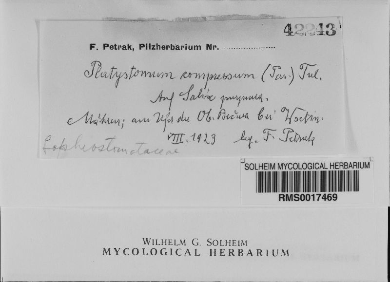 Lophiostoma image