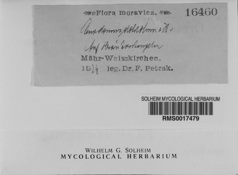 Plenodomus image