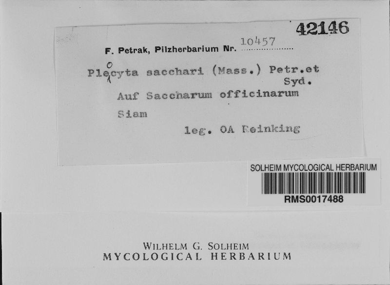 Phaeocytostroma sacchari image