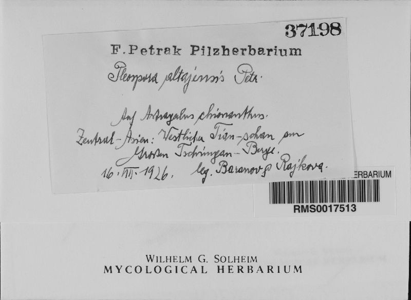 Pleospora altajensis image
