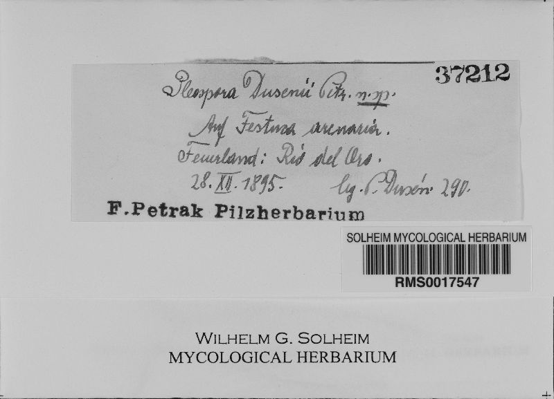 Pleospora dusenii image