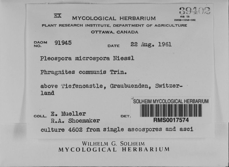 Pleospora microspora image