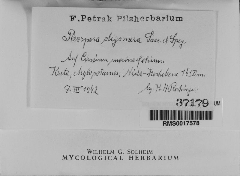 Pleospora oblongata image