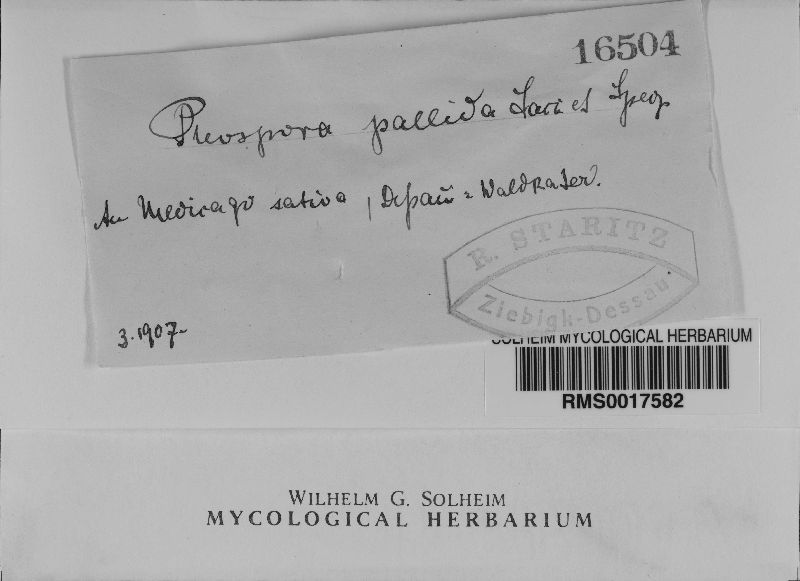 Pleospora pallida image