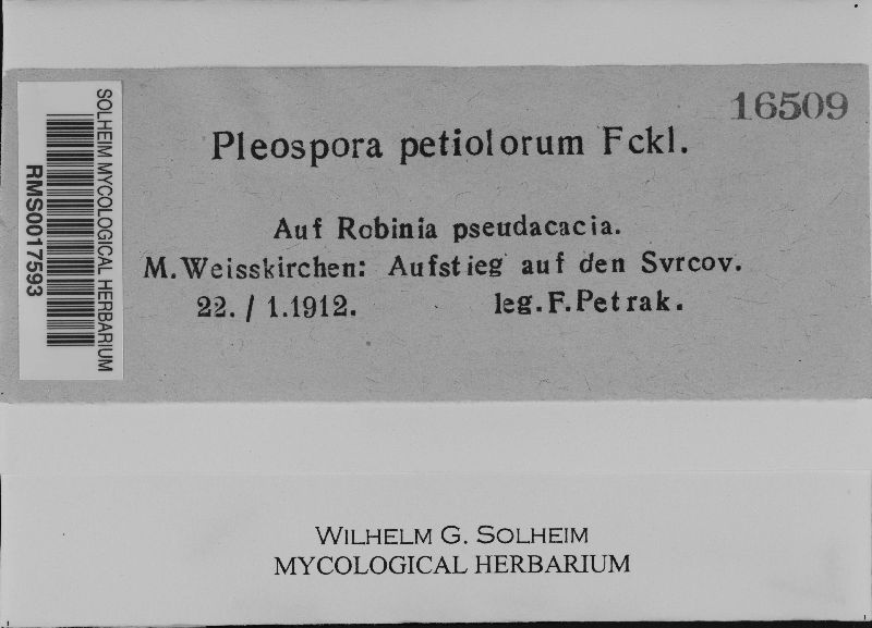 Pleospora petiolorum image