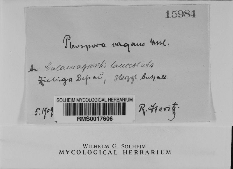 Phaeosphaeria image