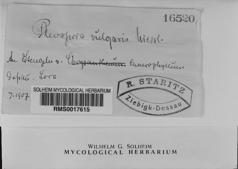 Pleospora vulgatissima image