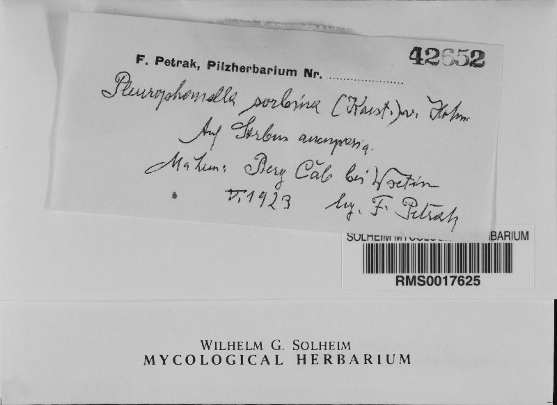 Pleurophomella sorbina image