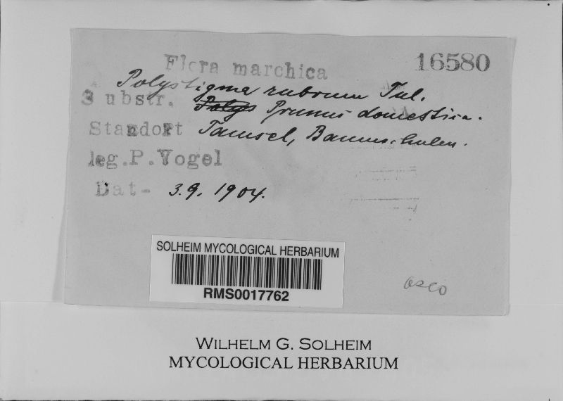 Polystigma image