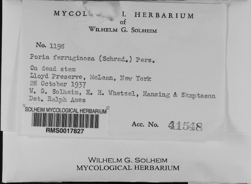 Fuscoporia ferruginosa image