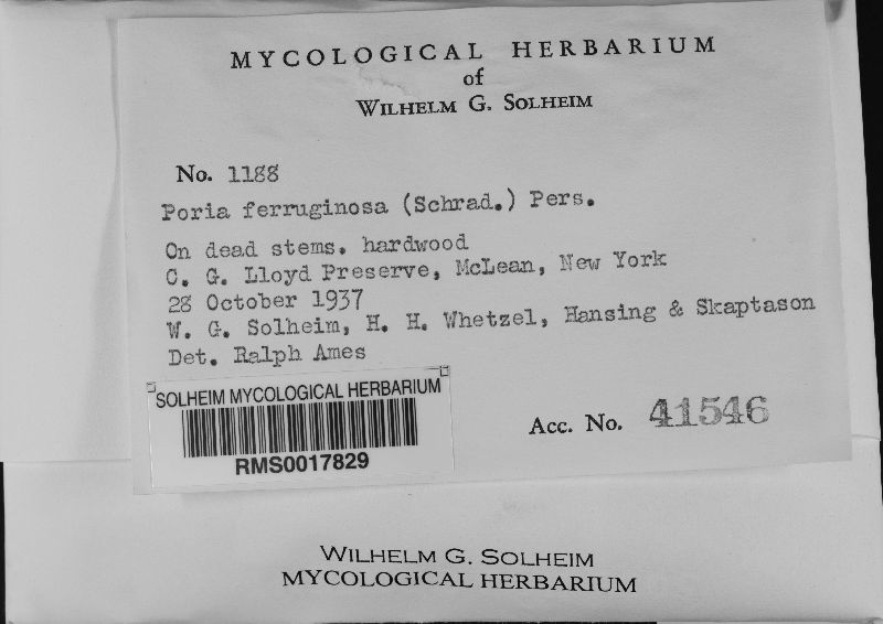 Fuscoporia ferruginosa image