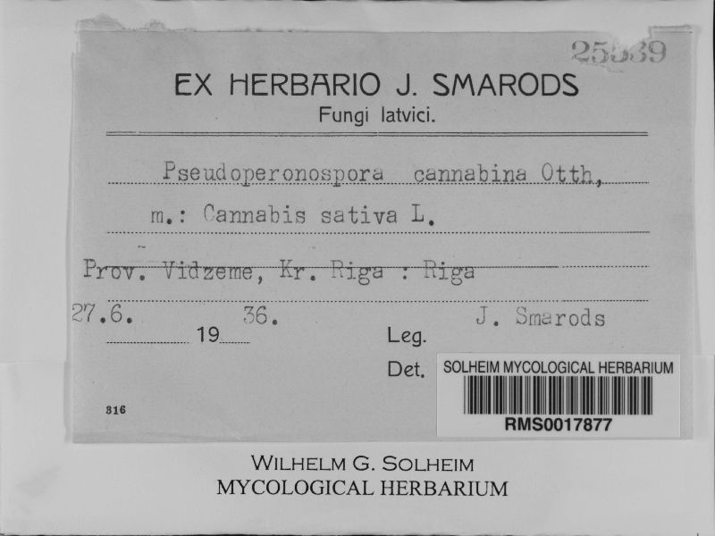 Pseudoperonospora cannabina image