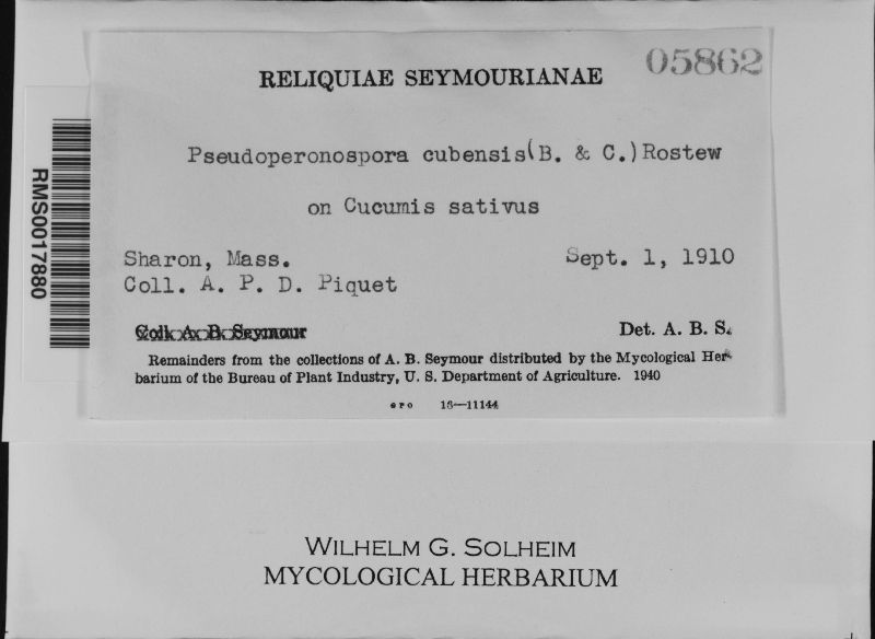 Pseudoperonospora cubensis image