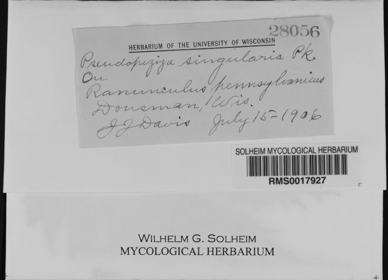 Pseudopeziza singularis image