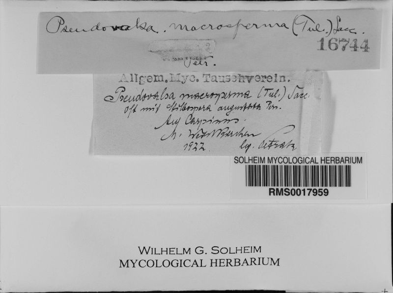 Pseudovalsa macrosperma image