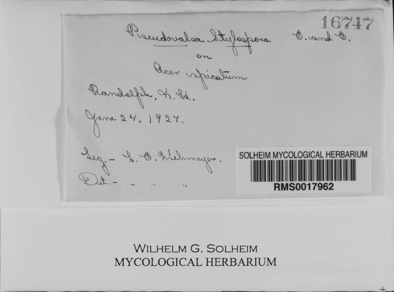 Pseudovalsa stylospora image