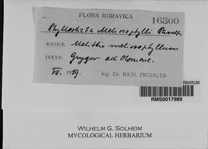 Phyllosticta melissophylli image