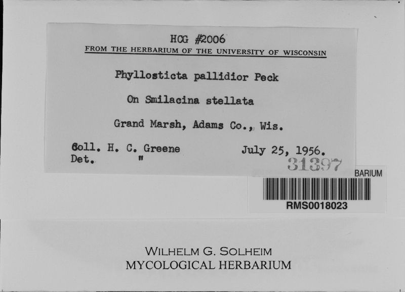 Phyllosticta pallidior image